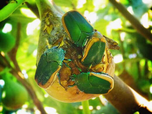 Fig beetles feasting on a fig