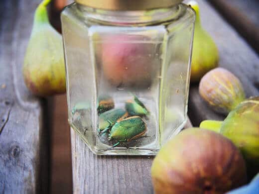 Trapped fig beetles