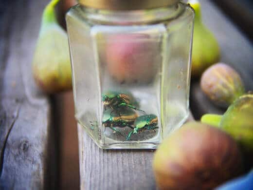 Captured fig beetles