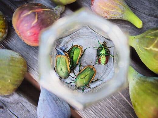 Figeater beetles