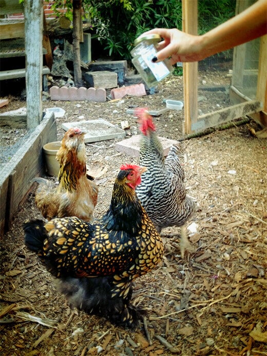 Chickens awaiting a fig beetle feast