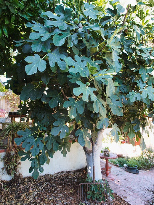 Hundred-year-old fig tree