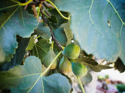 Figs