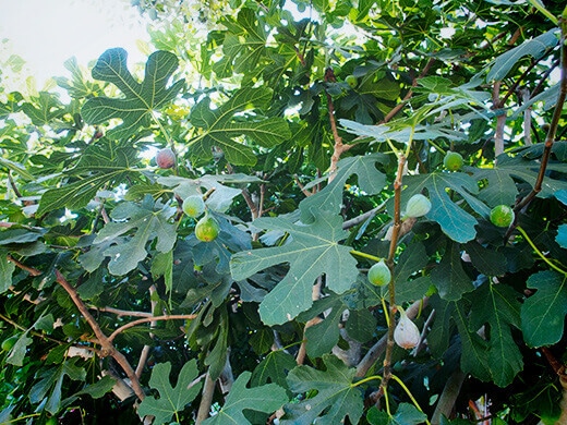 Fig tree