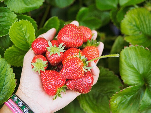 Strawberries