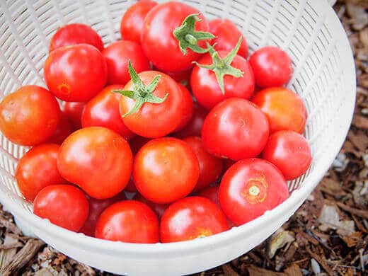Tomatoes
