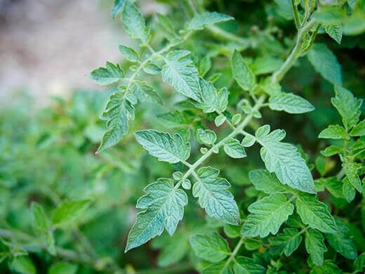 Tomato leaves