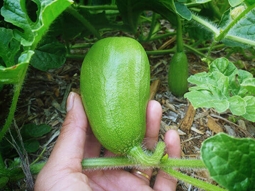 Watermelon