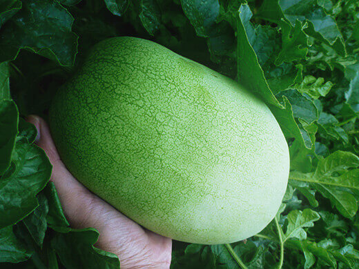 Watermelon