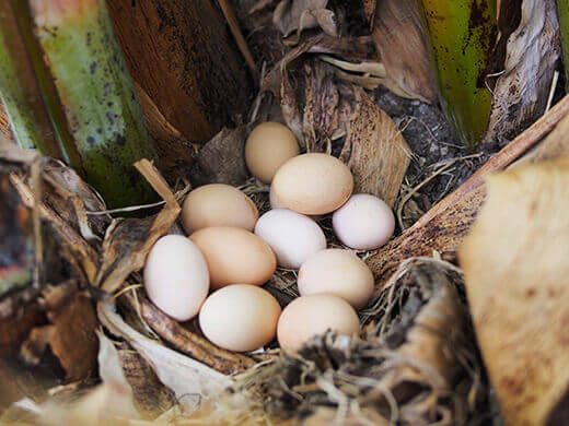 Eggs