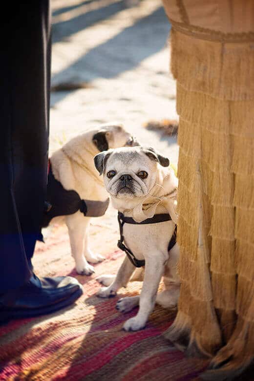 The four-legged wedding party