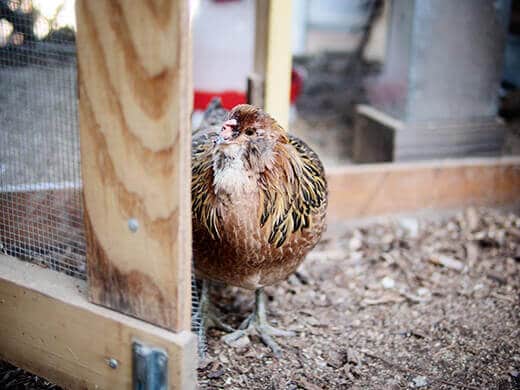 Our Easter Egger, Gisele