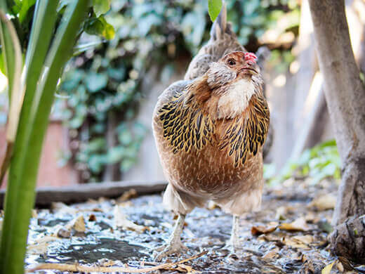 Gisele foraging in the backyard