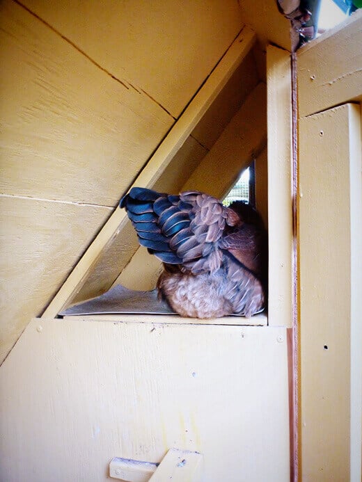 Gisele in her favorite roosting spot