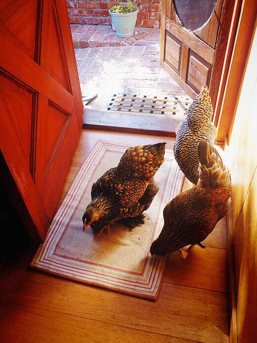 Figuring out a life plan for your chickens