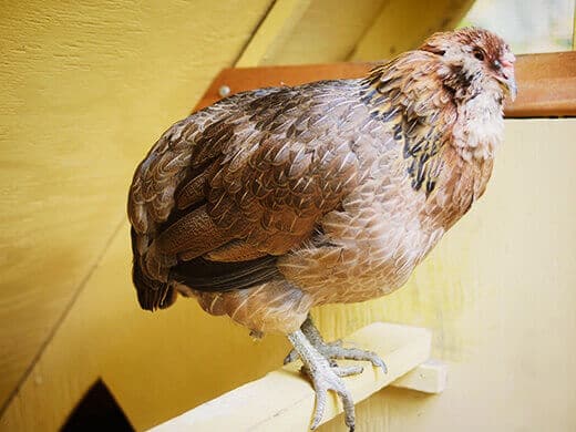 A sick chicken with her tail down