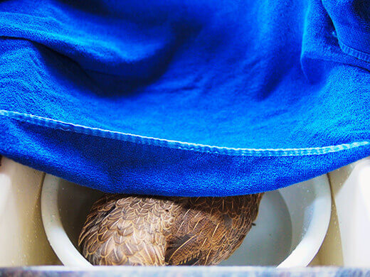 Cover your chicken's head with a towel