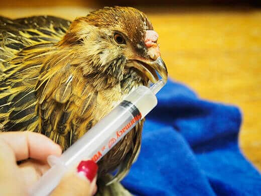 Put a few drops of solution onto the side of your chicken's beak