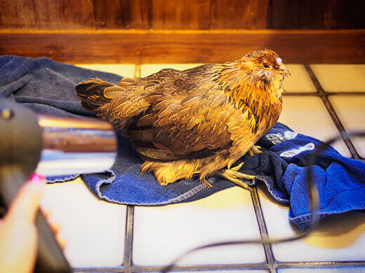 Enjoying a gentle blow-dry
