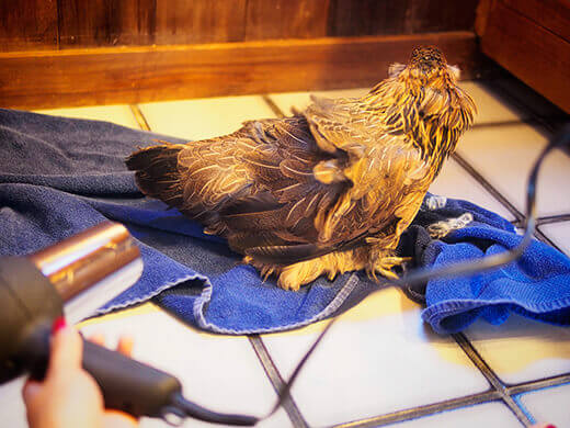 Enjoying a gentle blow-dry