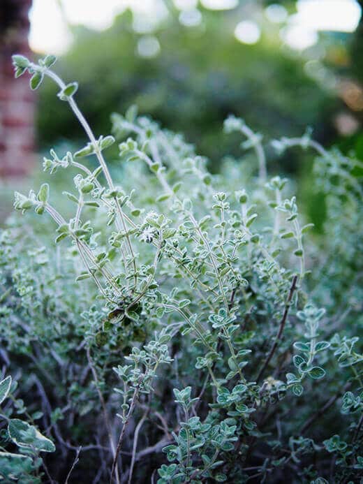 Wild zaatar oregano