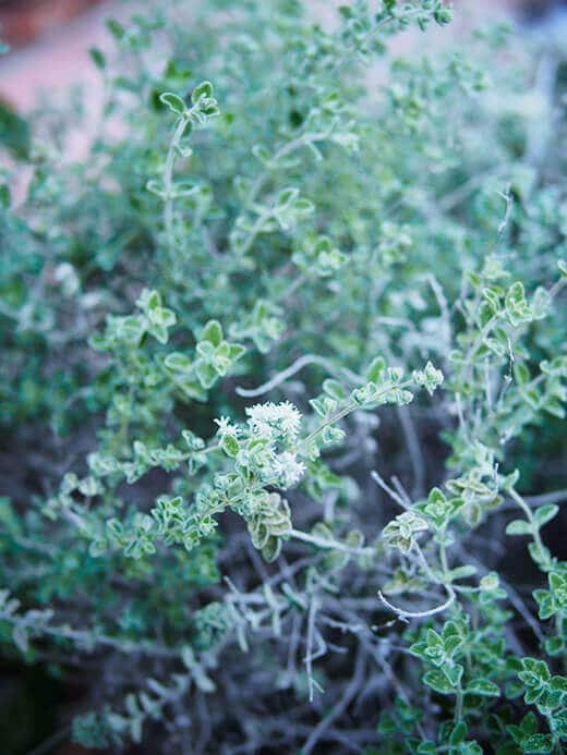 Wild zaatar oregano, also known as Lebanese oregano, Bible hyssop, or wild thyme