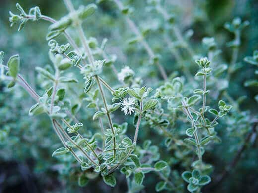 Mature wild zaatar oregano plant