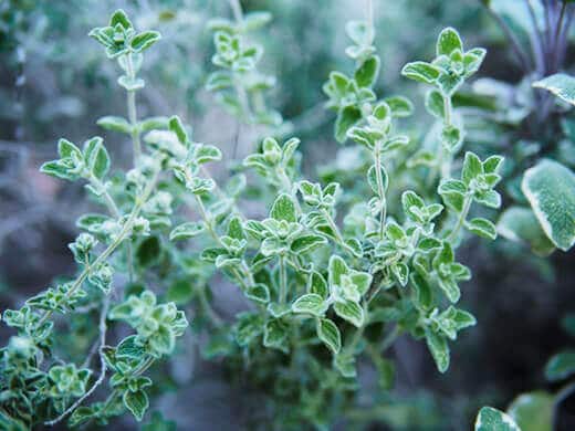 Wild zaatar oregano (Origanum syriacum)