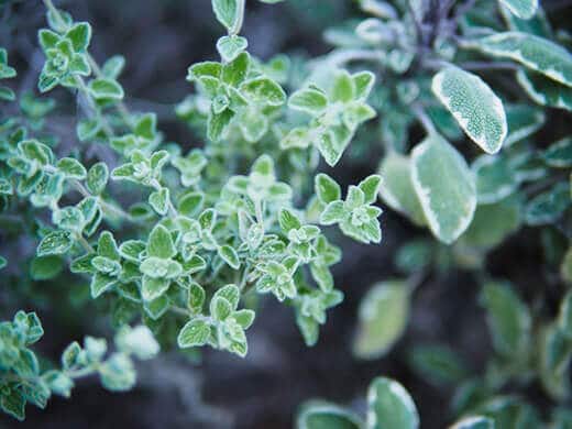 Wild zaatar oregano leaves