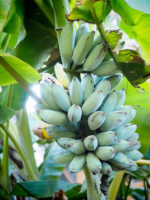 Homegrown bananas