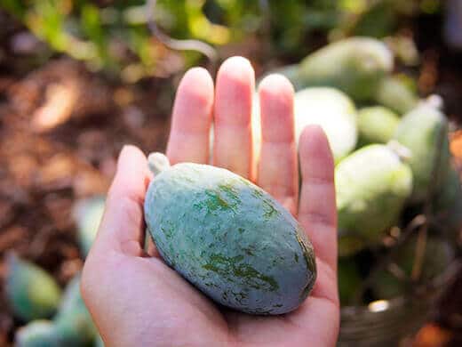 Feijoa, also known as pineapple-guava or guavasteen