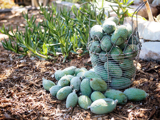Feijoa harvest