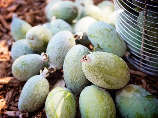 Fresh feijoas