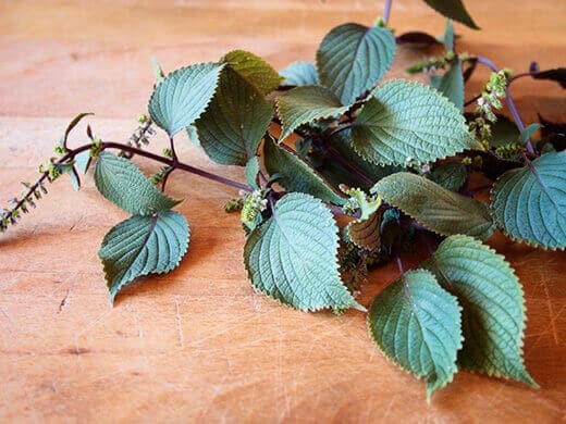 Vietnamese perilla, also known as Japanese shiso