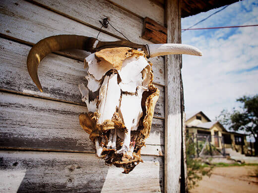 Bull head