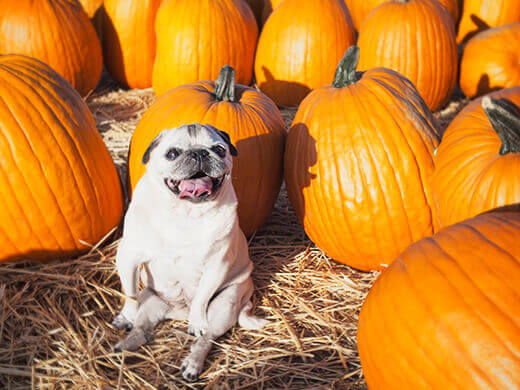 Bebe's first pumpkin patch