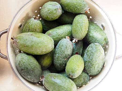 Late-season feijoa harvest