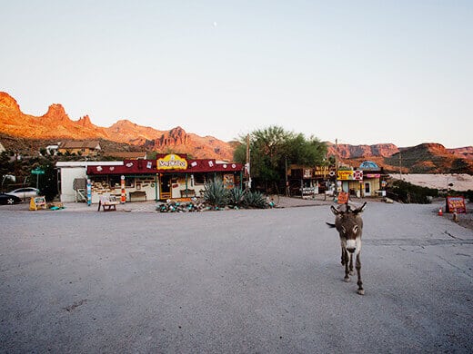 Donkey roaming the street