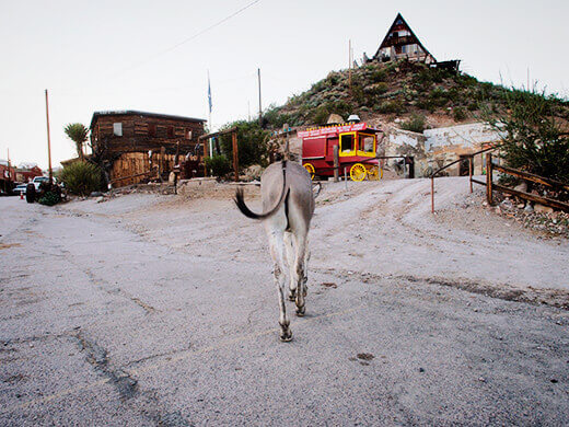 Donkey at large