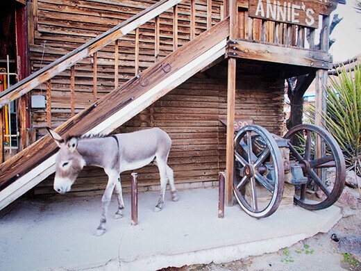 One of the town's wild donkeys