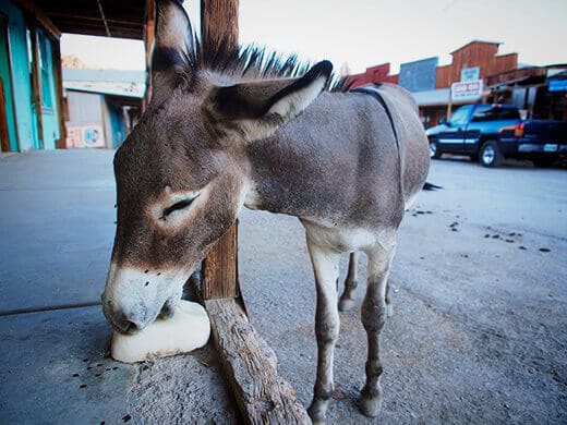 "Wild" burro
