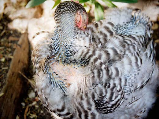 Molting chicken