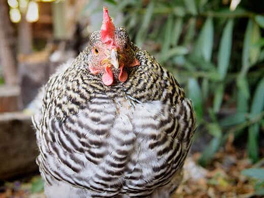 Molting chicken