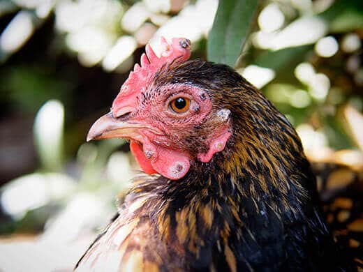 Lesions caused by fowl pox