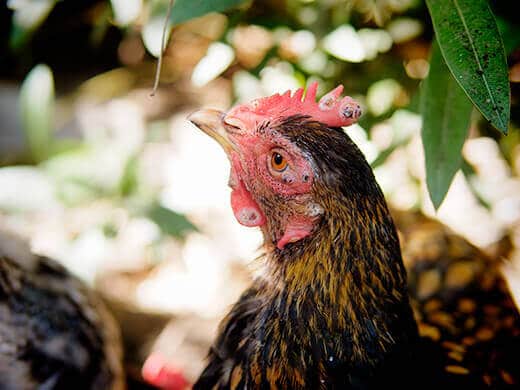 Lesions caused by fowl pox