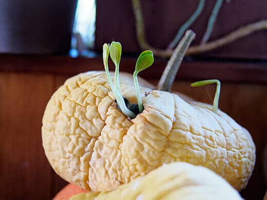 Summer squash with sprouted seedlings