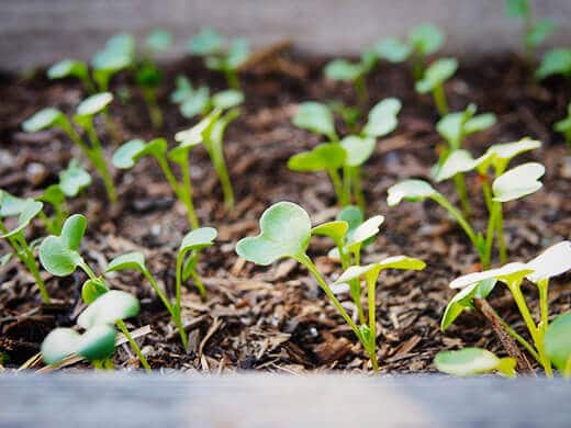 Microgreens