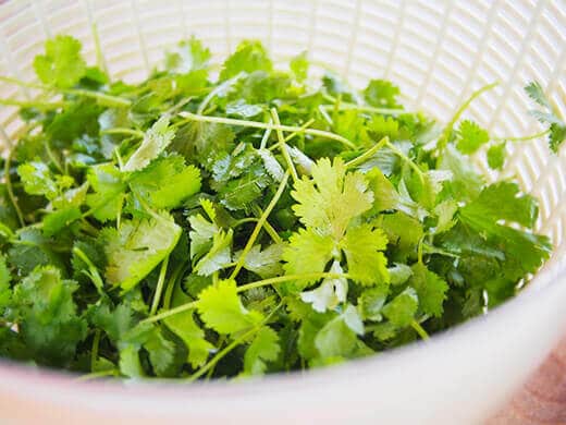 Cilantro