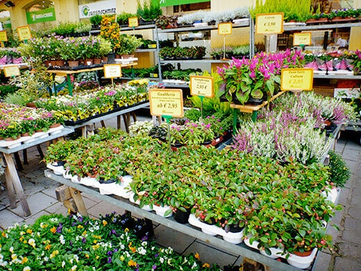 Potted plants