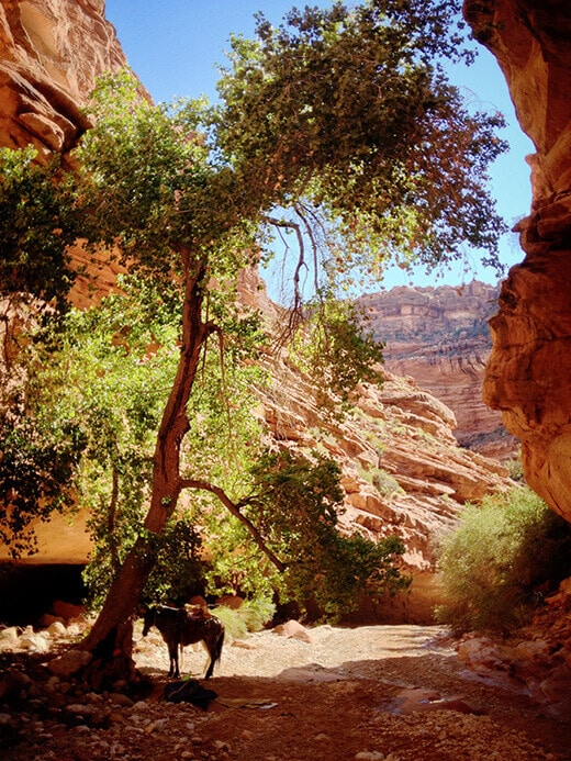 Canyon hike